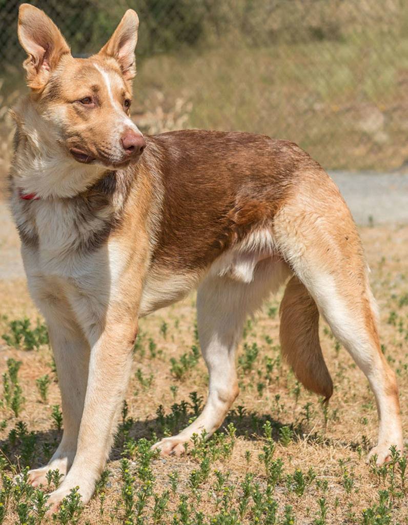 Wolverine is a young dog looking for a new chance. He came to us as a stray, so we are unsure of his history. He appears to need some basic obedience, potty training and socialization. He will need a home with lots of patience and love. He will need someone with Shepherd experience and ready to be home to help him get on a good training regiment. Wolverine will need a home with secure fences, no apart style living. He has been with other dogs and will need a meet and greet with any resident dogs. Wolverine possibly has lived his entire life as an outside dog. Children will need to be 12 years or older. Unsure if he will chase cats. (Curt Story/Everett Animal Shelter)