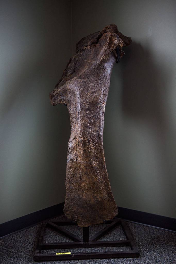A 150 million-year-old scapula (shoulder blade) and coracoid bone of a Diplodocus found in Wyoming sits on display in FossilEras new warehouse in Monroe. (Olivia Vanni / The Herald)