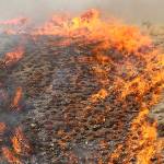 Plan to slow Western wildfires would clear strips of land