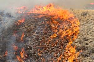 Plan to slow Western wildfires would clear strips of land