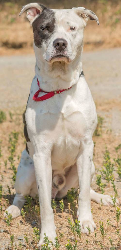 Zuess is a handsome dog looking for a home filled with adventure! He is looking for a home with a securely fenced yard and is not suited for apartment style living. He needs a meet and greet with any resident dog and a feline free home.