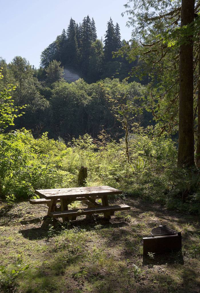 A hill capable of landslides is seen through the bushes at an overgrown, closed campsite at Gold Basin Campground on Friday. (Andy Bronson / The Herald)