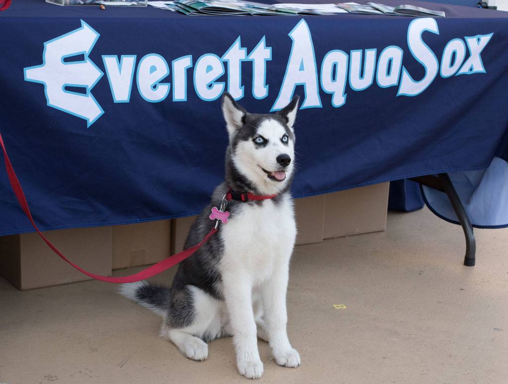 A husky poses in front of a table at the Bark in the Park event at Funko Field on Monday, July 22, 2019 in Everett, Wash. (Andy Bronson / The Herald)
