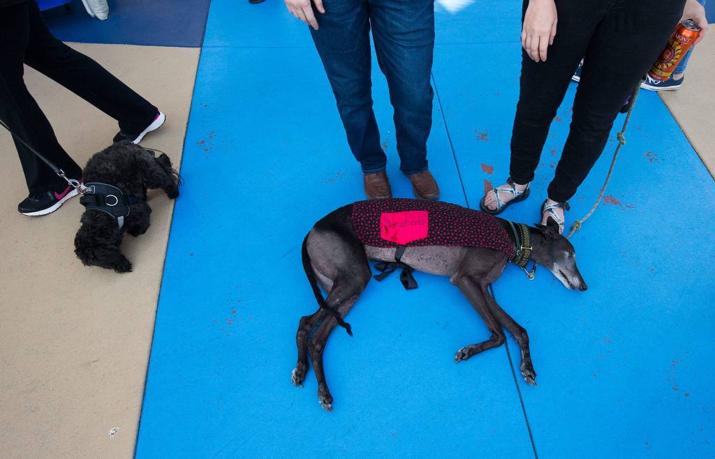 While other dogs sniff around, Odo, a greyhound takes time to chill and relax during the Bark in the Park at Funko Field on Monday, July 22, 2019 in Everett, Wash. (Andy Bronson / The Herald)
