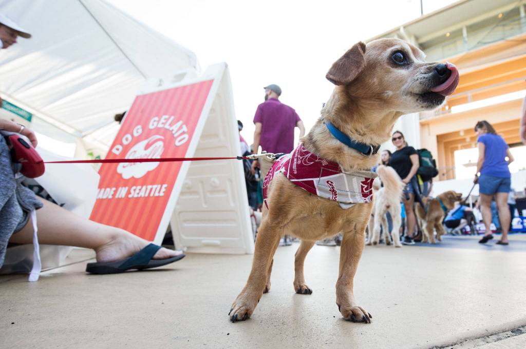Ginger, a blind cheweenie, licks her nose after finishing off an entire cup of pumpkin gelato at Bark in the Park at Funko Field on Monday, July 22, 2019 in Everett, Wash. (Andy Bronson / The Herald)