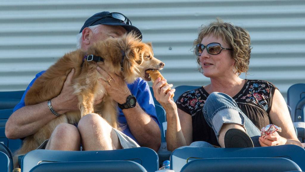 Leo, a pomerianian beagle, gets a bite of a hot dog from owner Colleen Temple at Bark in the Park at Funko Field on Monday, July 22, 2019 in Everett, Wash. (Andy Bronson / The Herald)
