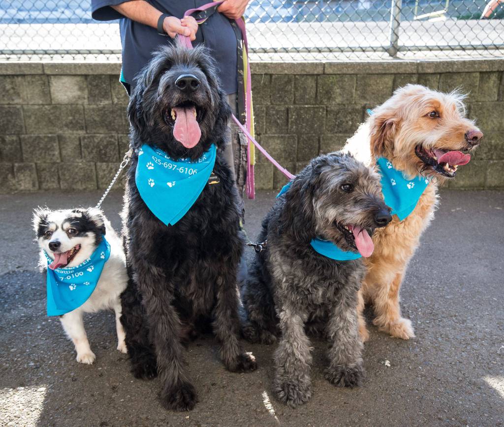 Stella, Cooper, Zoey and Barney sit for cookie treats at Bark in the Park at Funko Field on Monday, July 22, 2019 in Everett, Wash. (Andy Bronson / The Herald)