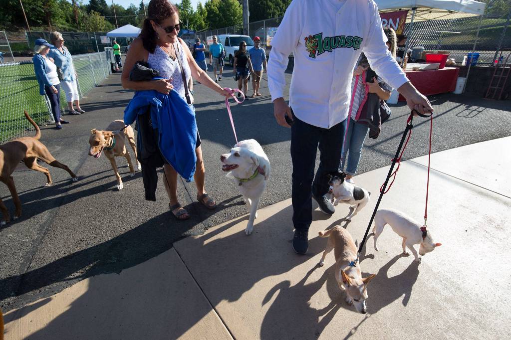 Owners and their pets head into the stadium for the game at Bark in the Park at Funko Field on Monday, July 22, 2019 in Everett, Wash. (Andy Bronson / The Herald)
