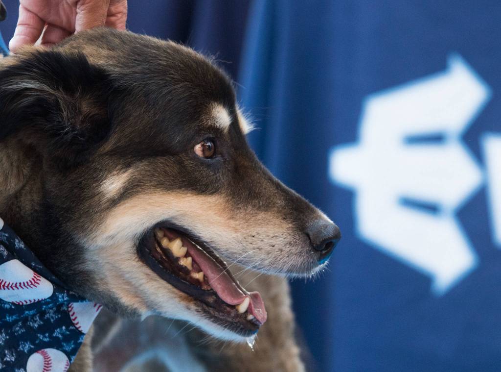 A dog at Bark in the Park at Funko Field on Monday, July 22, 2019 in Everett, Wash. (Andy Bronson / The Herald)
