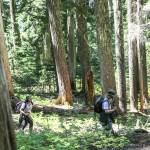 Rich Schleifer, followed by his daughter Hinako, 13, hike the Mount Margaret trail in search of geocaches. (Kevin Clark / The Herald)