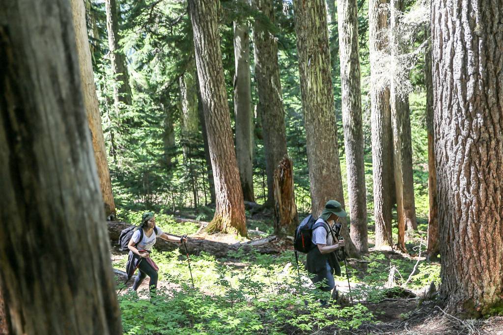 Rich Schleifer, followed by his daughter Hinako, 13, hike the Mount Margaret trail in search of geocaches. (Kevin Clark / The Herald)