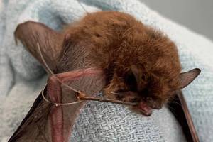 Reward offered in case of Lake Stevens bat abuse