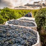Bins of cabernet sauvignon now signal the largest harvest of grapes in the Washington state wine industry. (Richard Duval Images)