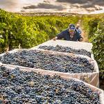 Cabernet sauvignon could be called Washington’s signature wine