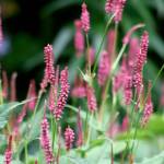 Great Plant Pick: Persicaria amplexicaulis “Taurus,” mountain fleece