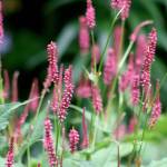 Great Plant Pick: Persicaria amplexicaulis “Taurus,” mountain fleece