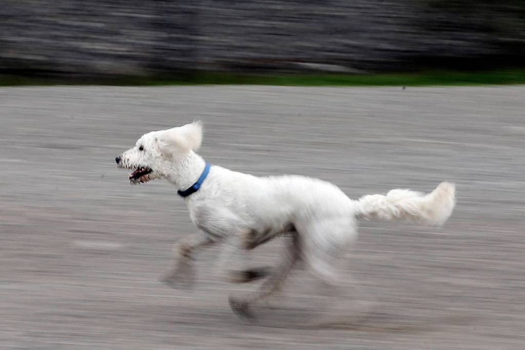Kylie chases down a ball at Point Edwards Park in Edmonds on April 4. (Kevin Clark / The Herald)