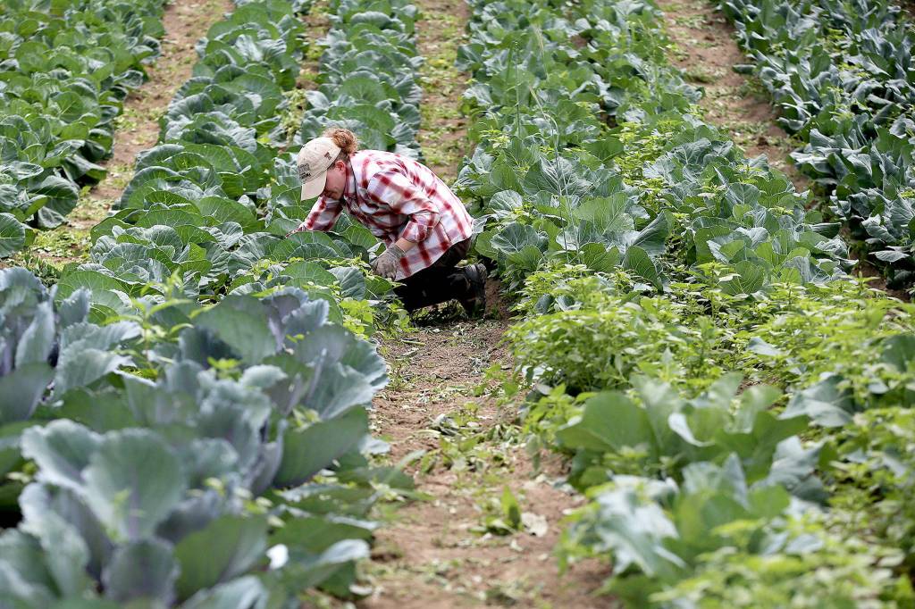 Margaret Felts pulls weeds at Starlight Farms in Snohomish on July 9. Kevin Clark / The Herald)