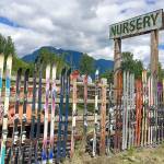 The fence of 1,450 old skis stretches roughly 200 yards around North Cascades Nursery on U.S. 2 between Gold Bar and Sultan. (Andrea Brown / The Herald)