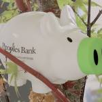 Who let the pigs out? Peoples Bank, stashed with $30