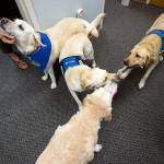 Harper Lea gets a chin scratching as three other dogs wrestle for a toy Wednesday in Everett. A medical issue is forcing her retirement. She is a a comfort dog for children and teens at Dawson Child Advocacy Center during interviews and when testifying in court. (Andy Bronson / The Herald)