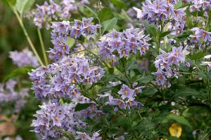 Great Plant Pick: Chilean potato vine