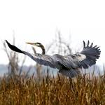 A blue heron looks for a landing spot while searching for fish at a Snohomish County lake. (Andy Bronson / The Herald)