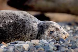 The 10 best places in Snohomish County for watching wildlife