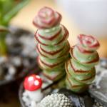 If youre not sure your succulent needs water, try the toothpick test. If the toothpick comes out with dirt on it, the plant is fine. (Kevin Clark / The Herald)