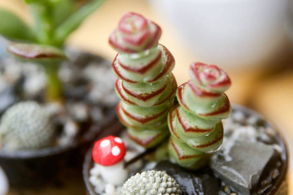 If youre not sure your succulent needs water, try the toothpick test. If the toothpick comes out with dirt on it, the plant is fine. (Kevin Clark / The Herald)