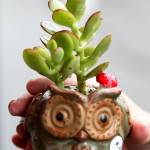 Succulents creations by Angie Rolly during the Edmonds Farmers Market on Aug. 10. (Kevin Clark / The Herald)
