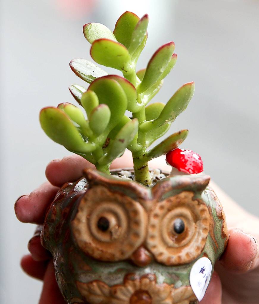 Succulents creations by Angie Rolly during the Edmonds Farmers Market on Aug. 10. (Kevin Clark / The Herald)