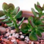 Succulents creations by Angie Rolly during the Edmonds Farmers Market on Aug. 10. (Kevin Clark / The Herald)