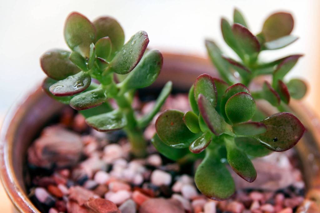 Succulents creations by Angie Rolly during the Edmonds Farmers Market on Aug. 10. (Kevin Clark / The Herald)