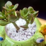 Lynnwood woman plants success with water-storing succulents