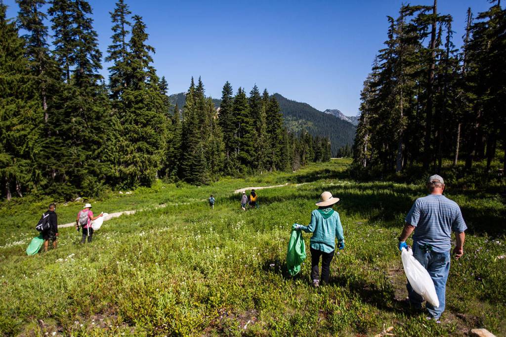 Volunteers comb the hillside for any trash left behind from the ski season at Stevens Pass. (Olivia Vanni / The Herald)