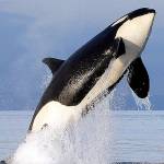 Whale researchers say 3 Southern Resident orcas are dead