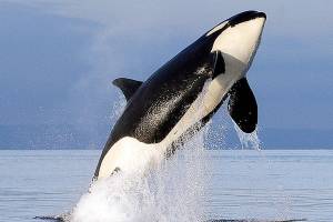 Whale researchers say 3 Southern Resident orcas are dead