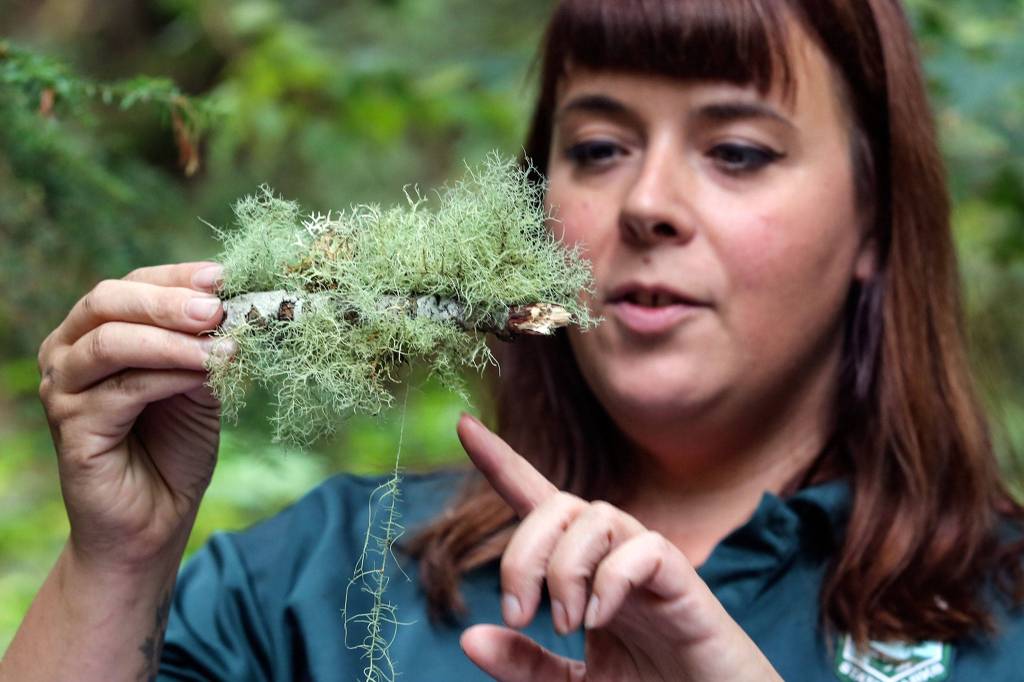 Leslie Holmes identifies lichen species at Wallace Falls State Park in Gold Bar. (Kevin Clark / The Herald)