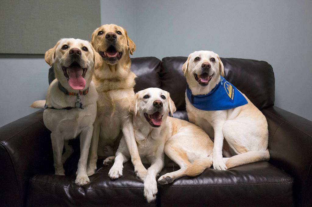 Harper Lea (right) with her dog pals, Razzle, Bruce and Lucy, all fit in the big chair at Dawson Child Advocacy Center. Harper Lea is retiring after eight years on the job. She is a comfort dog for children and teens. (Andy Bronson / The Herald)