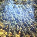 Alaska Department of Fish and Game                                Spawning pink salmon are shown in Anan Creek near Wrangell, Alaska, in 1991. In 2019, wild populations of pink salmon are flourishing. Their numbers are enhanced by the annual release of 1.8 billion fish from Alaska hatcheries and critics say theyre having an effect on other species.