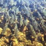 Scientists warn of too many pink salmon in North Pacific