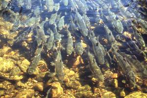 Scientists warn of too many pink salmon in North Pacific
