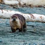 Otters are most active at dawn and dusk. (Heide Island)