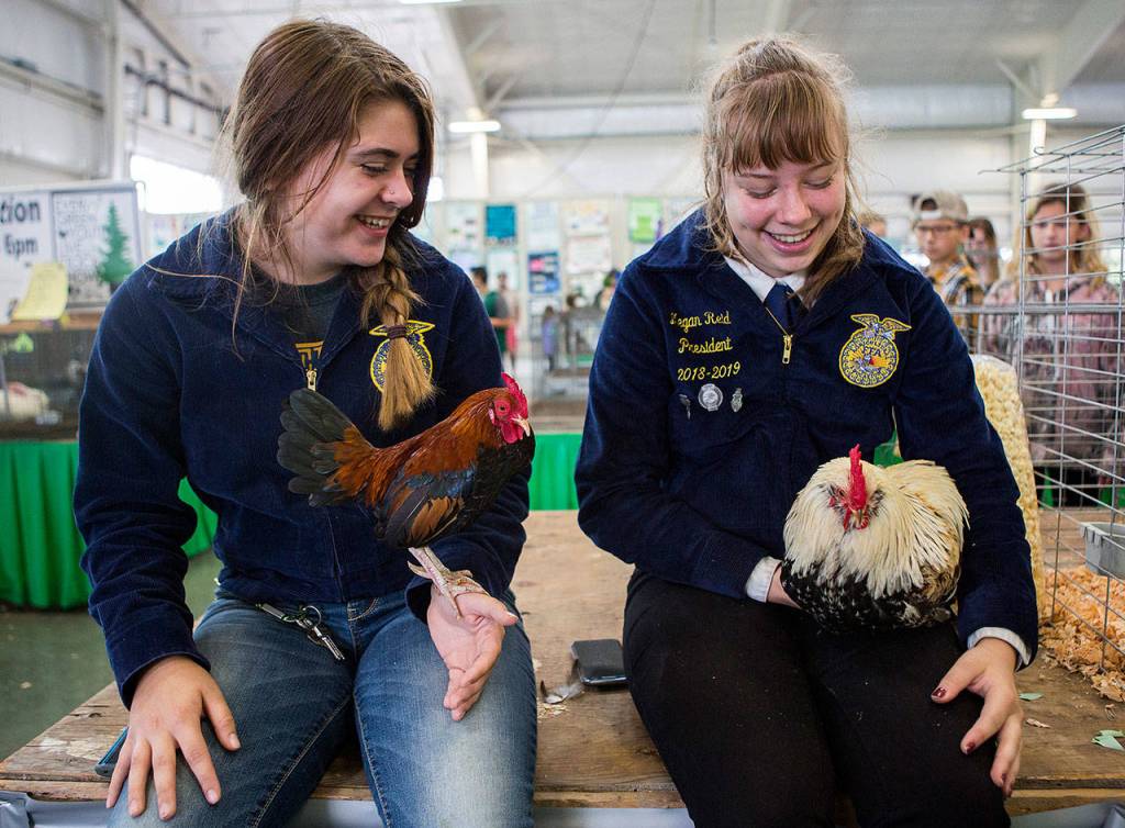 Future Farmers of America members Sierra Owens (left) and her rooster Tiny sit next to Megan Reid and her chicken Sleepy on opening day of the Evergreen State Fair in 2018. (Olivia Vanni / The Herald)