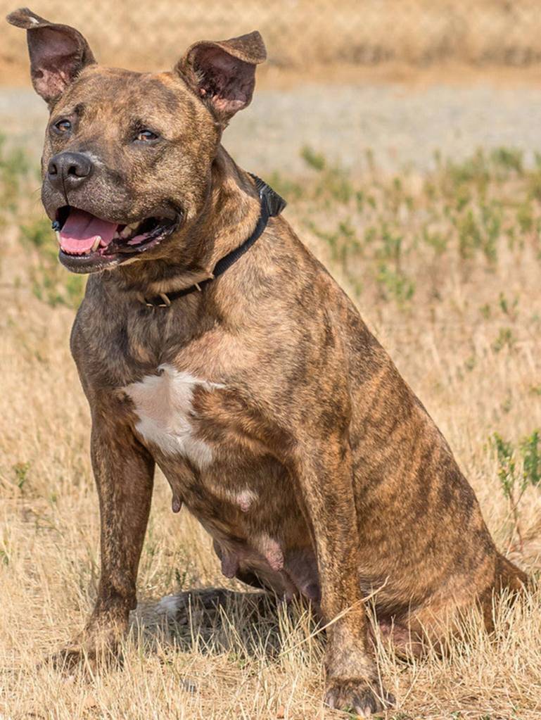Dont let Karmas 3 legs fool you into believing shes not active! Karma is a great dog who would do best in a household with kids 10 and up, she will need a meet and greet with any resident dogs and no cats. May become protective of the household when she settles in. (Curt Story/Everett Animal Shelter)