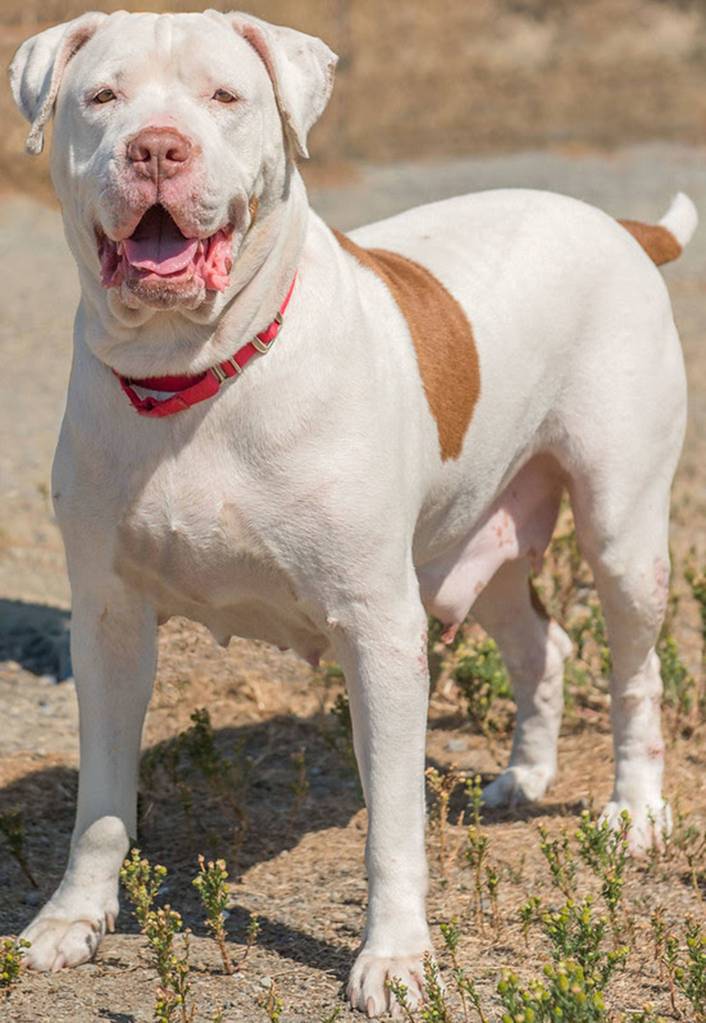 Katie is a squishy pup looking for a fun, active home! She has lived with kids over 10 years old, dogs and cats. She will need a meet and greet with any resident dogs and prefers male dogs over females. She knows several commands and is happy to be around people. She can be protective over her food and will need to be fed separately from the other dogs. Katie does bark when left alone and is not suited for apartment living. (Curt Story/Everett Animal Shelter)