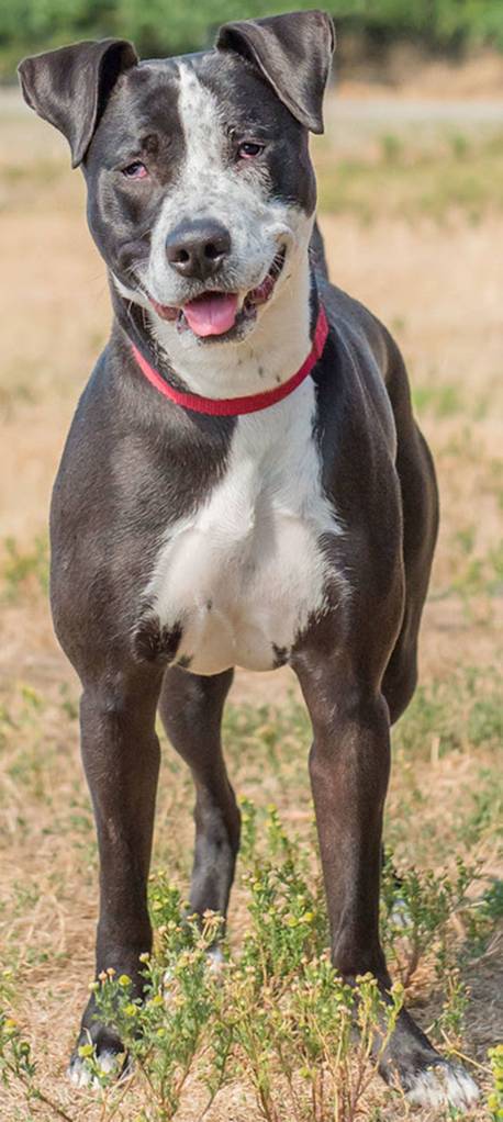 Lucinda is currently in foster care. She is visually impaired so she is looking for a family that is ready to take on all the challenges that come along with that. Lucinda is a very smart cookie and is really receptive to working and learning. She is a very happy and courageous dog by nature. Lucinda is not suited for apartment living and will need a secure fenced yard. Any children in the home will need to be over 10 years old and be able to give Lucinda her space. She seems to get along with other dogs but her new home should be feline/small animal free. If you are interested in adopting Lucinda please fill out an application. Visit https://everettwa.gov/FormCenter/Animal-Services-24/Lucinda-Adoption-Application-285 (Curt Story/Everett Animal Shelter)