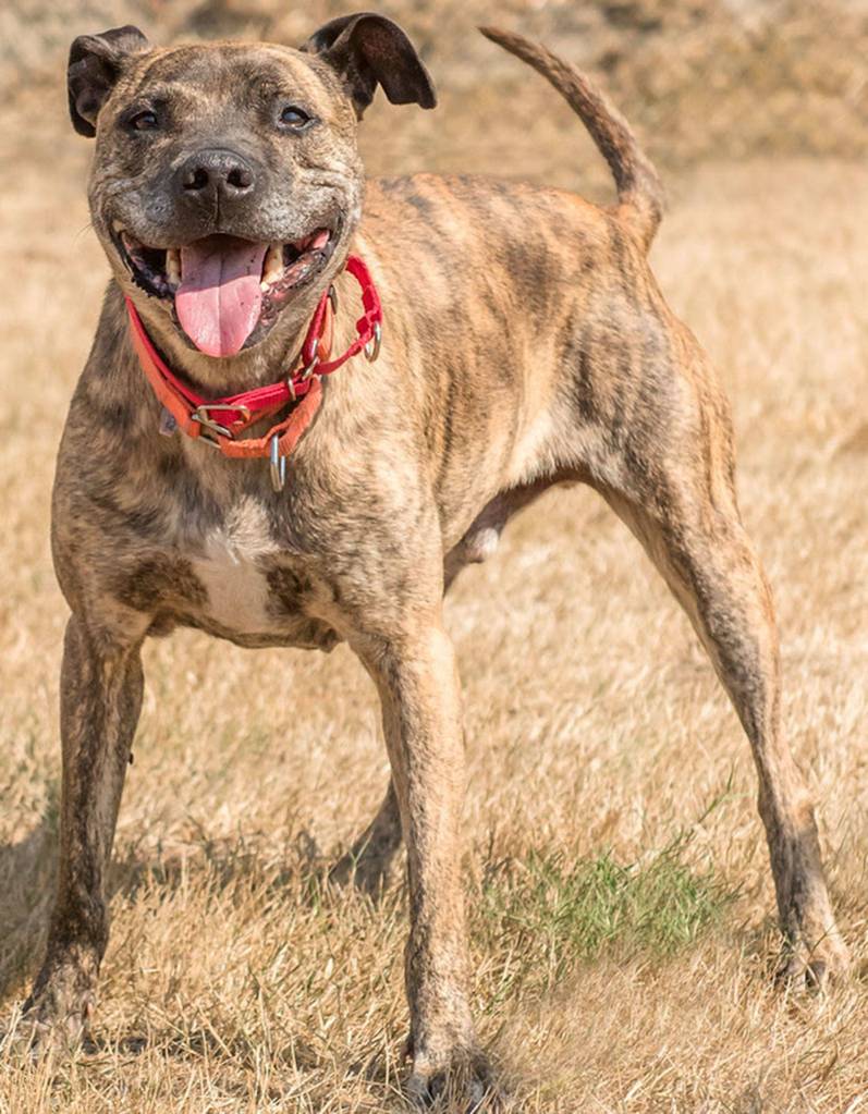 Mack is a young senior looking for a forever home! He has lived with kids and another dog. He will need a meet and greet with any resident canines. He cannot be around small animals or cats. He is not suited for apartment living and would like a secure fenced yard. If you are looking for two dogs check out Macks previous housemate Rex. (Curt Story/Everett Animal Shelter)
