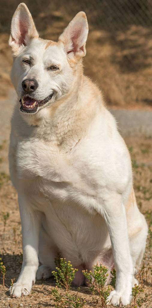 Phoebe is a super cute lady! She has a sore rear end and it is very uncomfortable for her to be touched right now. We have her on treatment and once she loses weight she should feel much better. She will need a meet and greet with any resident dog prior to adoption. We do not know how she will do with cats. We expect that once she is feeling better and loses weight she will be a much more active dog. Any children in the home must be over 13 year old and be able to respect her space. (Curt Story/Everett Animal Shelter)